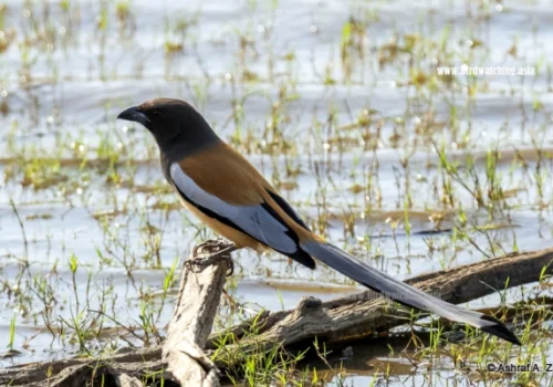 rufous-treepie